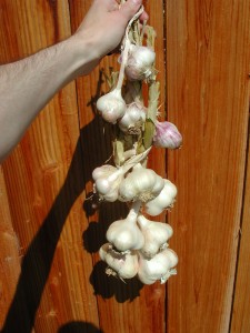 garlic-harvest